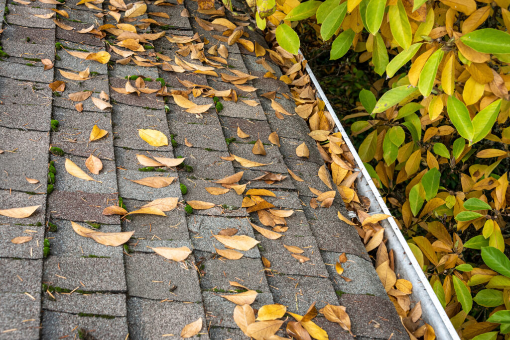 Distinctive Roofing - Bright yellow magnolia tree in fall color leaves collecting in roof gutter